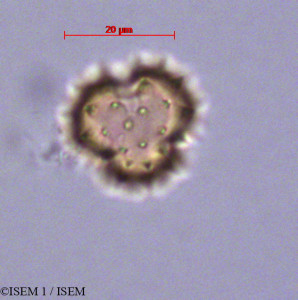 ISEM 1/Baccharis_genistelloides_29024/Baccharis_genistelloides_29024_0001(copy)_thumb.jpg